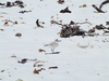 a_003_Sandpiper.jpg