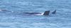 153_Whale.jpg