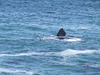 184_Whales.jpg