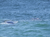 199_Whales.jpg