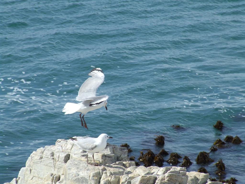 098_Gulls.jpg