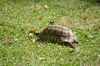 b_045_Tortoise.jpg