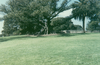 09_Tree_in_Domain_Park_Sydney.png