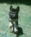 05_Challey_Puppy_5.png